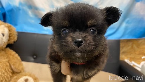 成約済の兵庫県のポメチワ:ポメラニアン×チワワ-329745の9枚目